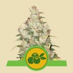 Haze Berry Automatic